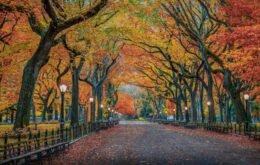 Político de Nova York propõe criar e-mail para 200 árvores da cidade