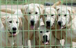 China abrirá maior centro de clonagem de animais do mundo em 2016