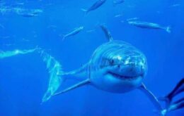 Austrália está usando drones para proteger a costa de tubarões
