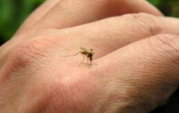 Pesquisadores brasileiros criam sensor que identifica mosquito da dengue