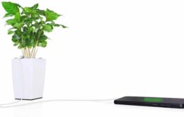 Vaso inteligente usa energia de plantas para carregar smartphones