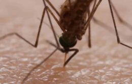 Vídeo em 4K revela como ‘funciona’ uma picada de mosquito