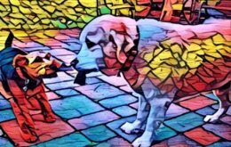 Aplicativo Prisma vai ganhar editor de vídeos