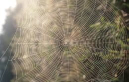 Cientistas alimentam aranhas com grafeno para criar teias dez vezes mais fortes