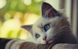 Estudo do Facebook sugere que fãs de gatos são mais tristes e solitários