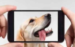 8 apps para donos de cachorros