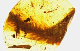 Cientistas encontram cauda de dinossauro perfeitamente preservada em âmbar