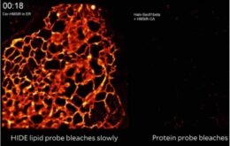 Cientistas desenvolvem método para ver células com mais detalhes