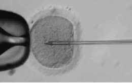 Cientistas dos EUA criam embrião humano modificado geneticamente