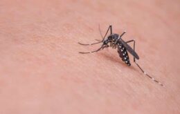 Mosquitos ‘antivírus’ eliminam dengue em cidade na Austrália