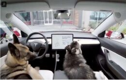 Carros da Tesla apostam em conforto para o seu animal com o “modo cão”. Confira o vídeo