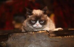 Grumpy Cat: a famosa gata rabugenta dos memes morre aos 7 anos