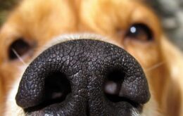 Novo estudo reforça a tese de que cães podem farejar a Covid-19