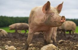 Coração de porco pode ser transplantado para humano