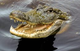 Drones equipados com inteligência artificial detectam crocodilos próximos a banhistas