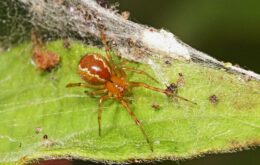 Aranhas podem se tornar mais agressivas após furacão, aponta pesquisa