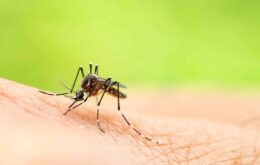 Cientista brasileira usa grafeno para espantar mosquitos