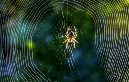 Seda sintética de aranha pode ajudar com problema de poluição plástica