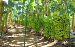 CRISPR pode ser a única solução para impedir extinção das bananas