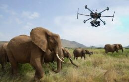 Drones são utilizados para proteger elefantes de caçadores