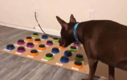 Cachorro aprende a ‘falar’ usando tecnologia