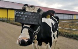 Vacas russas usam óculos de realidade virtual para aumentar produção de leite