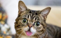 Morre Lil Bub, gatinha celebridade da internet