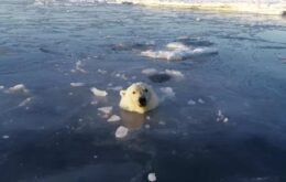 Veja urso polar caçando um drone