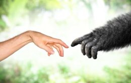 Cientistas implantam gene de inteligência humana em macacos