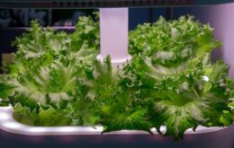 Fábrica de verduras automatizada é o futuro da agricultura no Japão