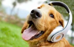 Spotify lança playlist para animais de estimação