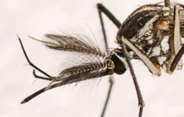 Microsoft quer usar Inteligência Artificial contra o Aedes aegypti