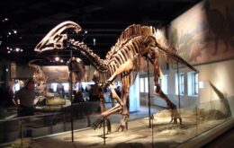 Estrutura óssea diferenciada permitiu que dinossauros fossem gigantes