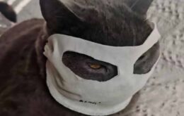 Pets também adotam máscaras para prevenção do coronavírus na China