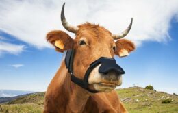 Máscara transforma gás metano do arroto do gado em água