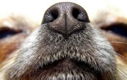Estudos revelam que cães conseguem ‘cheirar’ calor