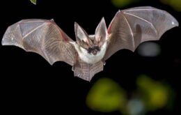 Estudo encontra sete tipos de coronavírus em morcegos na África