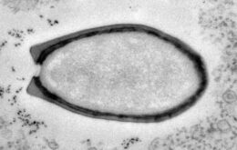 Vírus gigantes podem controlar o metabolismo de seres vivos