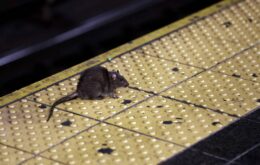 Em meio à pandemia, ratos praticam canibalismo para sobreviverem