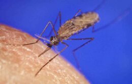 Micróbio encontrado na África pode suprimir a malária em mosquitos