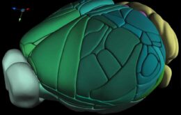Cientistas criam mapa tridimensional completo de cérebro de rato