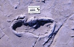 Pegadas fossilizadas revelam hábitos dos humanos primitivos