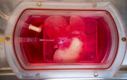 ‘Mini fígado’ humano feito em laboratório é transplantado para ratos