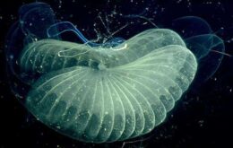 Criaturas marinhas formadas por bolhas de muco são registradas em 3D; veja