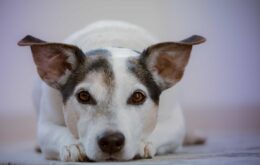 Medicamento para transplantados pode aumentar a vida dos cães