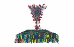 Cientistas mapeiam todos os átomos dos ‘espinhos’ do coronavírus