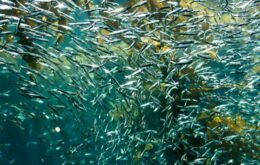 Mudanças climáticas podem extinguir 60% das espécies de peixes até 2100