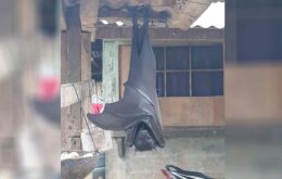 Foto de ‘morcego gigante’ das Filipinas seria real? Entenda