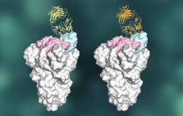 Pesquisa isola anticorpos com genes mais eficientes contra a Covid-19