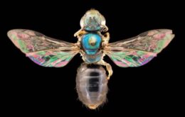 Análise de DNA busca origens de abelhas ‘arco-íris’; veja fotos